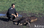 Heck cattle