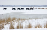 Heckrund (Bos taurus spp)