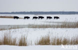 Heckrund (Bos taurus spp)