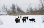 Heck cattle