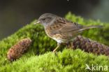 Heggemus (Prunella modularis)