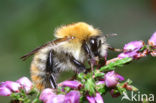 Brown-banded carder bee (Bombus humilis)