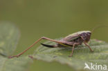 Heidesabelsprinkhaan (Metrioptera brachyptera)
