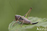 Heidesabelsprinkhaan (Metrioptera brachyptera)