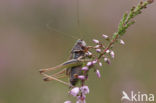 Heidesabelsprinkhaan (Metrioptera brachyptera)