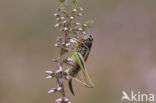 Heidesabelsprinkhaan (Metrioptera brachyptera)