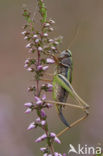 Heidesabelsprinkhaan (Metrioptera brachyptera)