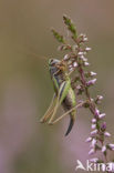 Heidesabelsprinkhaan (Metrioptera brachyptera)