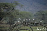 Heilige Ibis (Threskiornis aethiopicus)