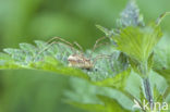 Herfsthangmatspin (Linyphia triangularis)