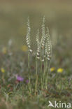 Autumn Lady’s-tresses (Spiranthes spiralis)