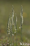 Autumn Lady’s-tresses (Spiranthes spiralis)