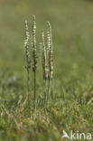 Autumn Lady’s-tresses (Spiranthes spiralis)