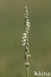 Autumn Lady’s-tresses (Spiranthes spiralis)