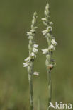 Autumn Lady’s-tresses (Spiranthes spiralis)