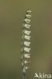 Herfstschroeforchis (Spiranthes spiralis) 