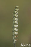 Autumn Lady’s-tresses (Spiranthes spiralis)