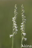 Autumn Lady’s-tresses (Spiranthes spiralis)
