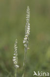 Autumn Lady’s-tresses (Spiranthes spiralis)