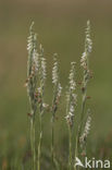 Autumn Lady’s-tresses (Spiranthes spiralis)