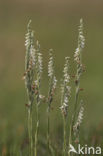 Herfstschroeforchis (Spiranthes spiralis) 