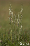 Autumn Lady’s-tresses (Spiranthes spiralis)
