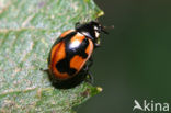 Hiërogliefenlieveheersbeestje (Coccinella hieroglyphica)