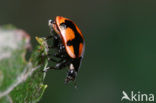 Hiërogliefenlieveheersbeestje (Coccinella hieroglyphica)