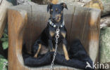 Dog (Canis domesticus)