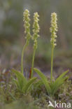 Musk Orchid (Herminium monorchis)
