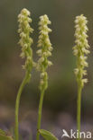 Musk Orchid (Herminium monorchis)