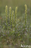 Musk Orchid (Herminium monorchis)