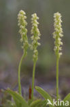 Musk Orchid (Herminium monorchis)