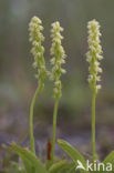 Honingorchis (Herminium monorchis) 