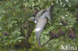 Houtduif (Columba palumbus)