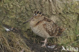 Eurasian Woodcock (Scolopax rusticola)