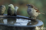 Huismus (Passer domesticus) 