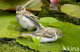 Huismus (Passer domesticus) 