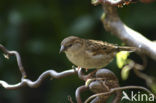 Huismus (Passer domesticus) 