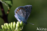 Icarusblauwtje (Polyommatus icarus)