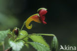 Impatiens kilimanjari