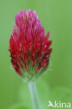 inkarnaatklaver (Trifolium incarnatum)