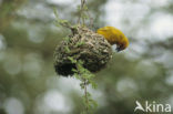 Golden-backed Weaver (Ploceus jacksoni)