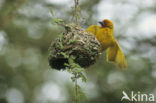 Golden-backed Weaver (Ploceus jacksoni)