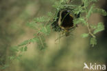 Golden-backed Weaver (Ploceus jacksoni)