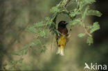 Golden-backed Weaver (Ploceus jacksoni)