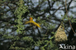 Golden-backed Weaver (Ploceus jacksoni)