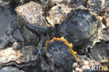 Japanse oester (Crassostrea gigas)