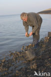 Japanse oester (Crassostrea gigas)