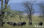 Cape buffalo (Syncerus caffer)
